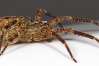 La Zoropse  pattes pineuses. Une femelle (Araneae - Zoropsidae - Zoropsis spinimana)